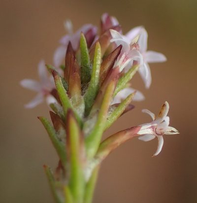 Stoebe rugulosa, photographed by Nicola van Berkel