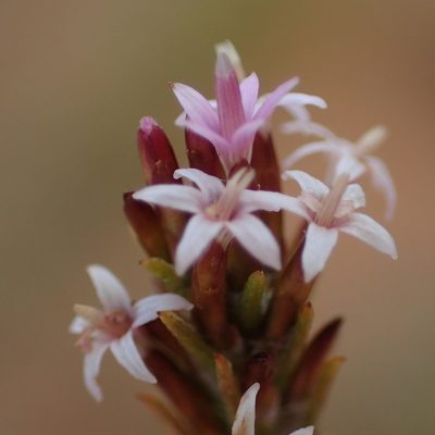 Stoebe rugulosa, photographed by Nicola van Berkel