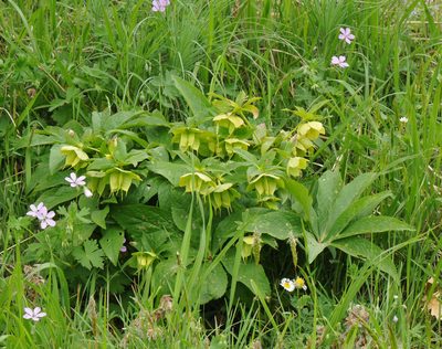 Helleborus cyclophyllus, photographed by Todd Boland