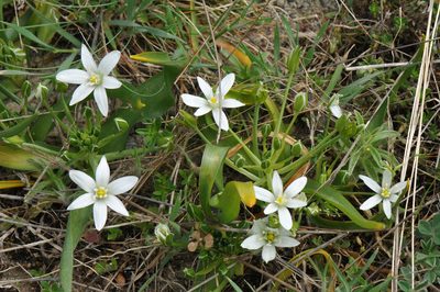 Ornithogalum montanum, photographed by Todd Boland