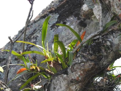 Maxillaria densa, photographed by Victor De la Cruz