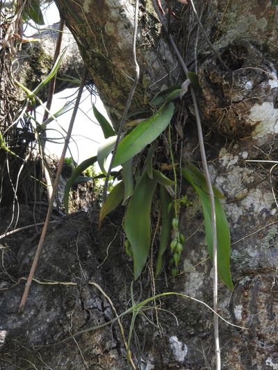 Notylia barkeri, photographed by Victor De la Cruz