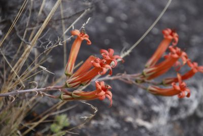Tylecodon grandiflorus, photographed by Tony Rebelo