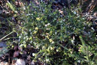 Agathosma recurvifolia, photographed by Di Turner