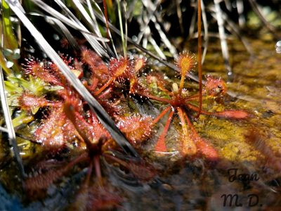 Drosera communis, photographed by Jean Martins