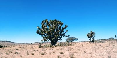 Yucca decipiens, photographed by Tereso Hernández Morales