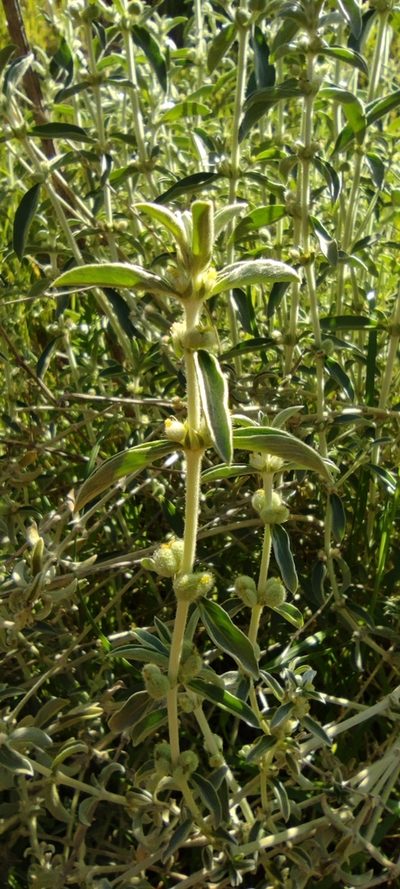 Mercurialis tomentosa, photographed by Santiago Martín-Bravo