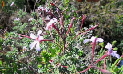 Pelargonium exstipulatum, photographed by Di Turner