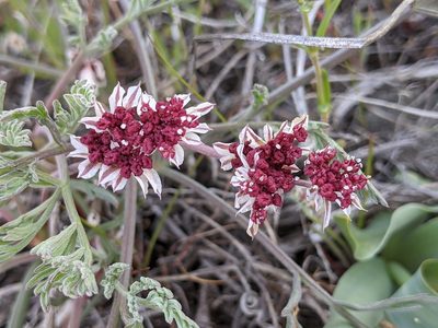Lomatium hooveri, photographed by Ken-ichi Ueda