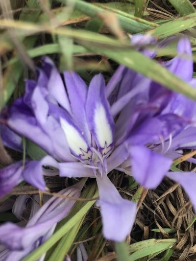 Babiana bainesii, photographed by Tam