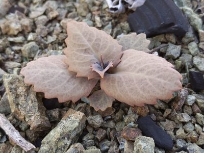 Streptanthus breweri, photographed by Ken-ichi Ueda