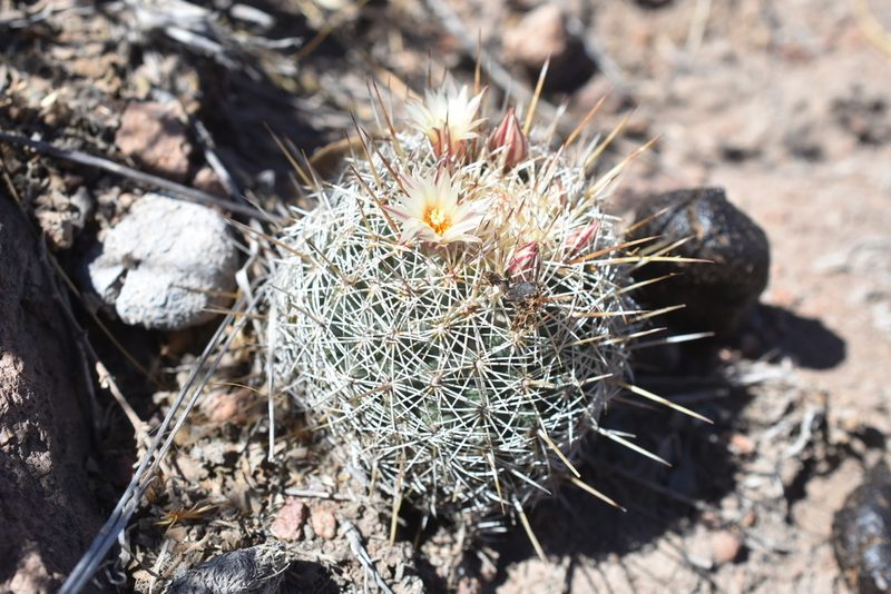 Coryphantha potosiana, photographed by P Gonzalez Zamora
