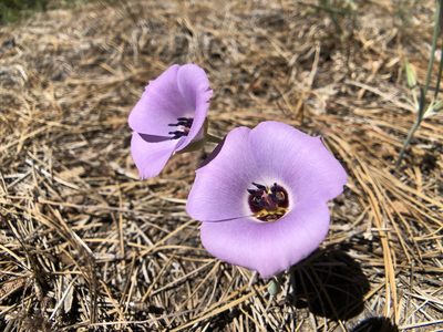 Calochortus invenustus, photographed by Dee Shea Himes