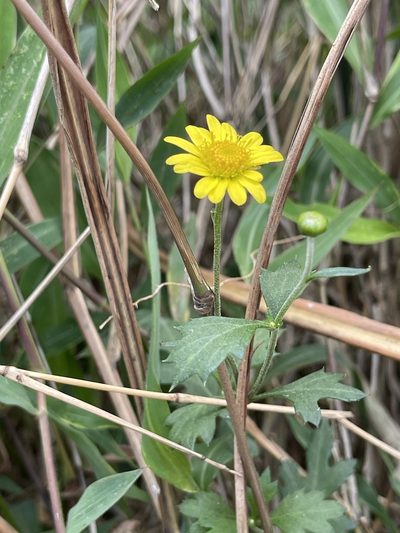 Chrysanthemum indicum, photographed by Yj