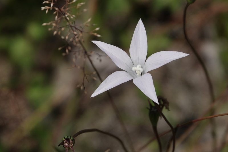 Wahlenbergia ceracea, photographed by Max Campbell