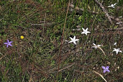 Wahlenbergia ceracea, photographed by Max Campbell