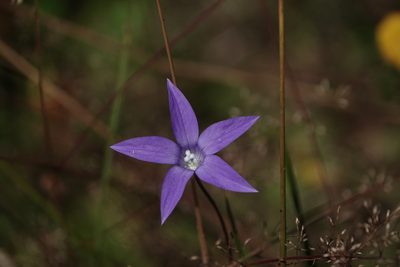 Wahlenbergia ceracea, photographed by Max Campbell