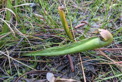 Sarracenia minor, photographed by Kristof Zyskowski