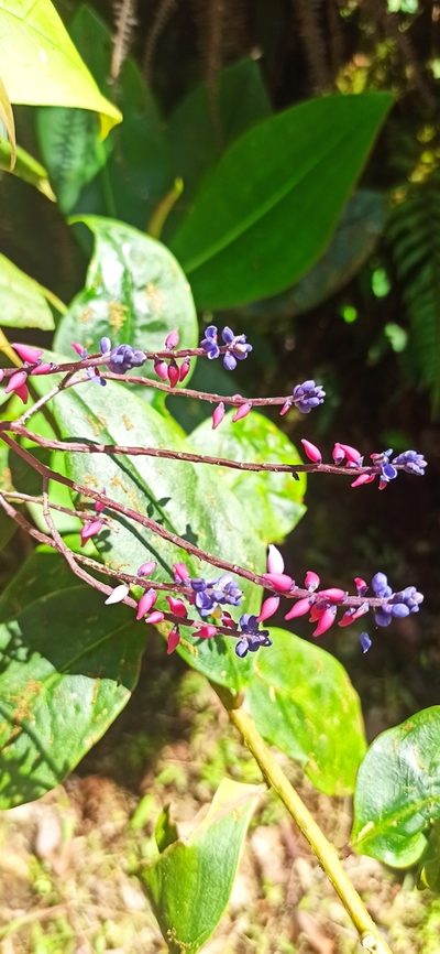Monnina speciosa, photographed by Diego Inclan