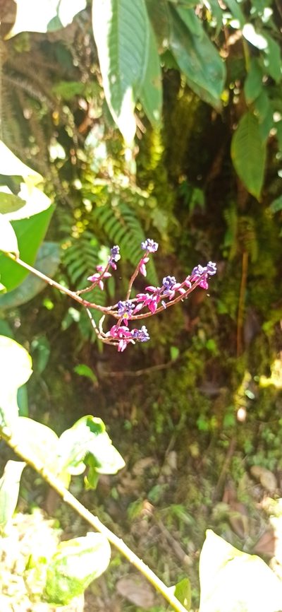 Monnina speciosa, photographed by Diego Inclan