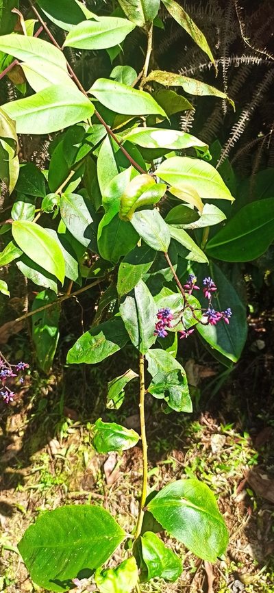 Monnina speciosa, photographed by Diego Inclan