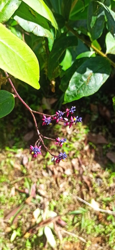 Monnina speciosa, photographed by Diego Inclan