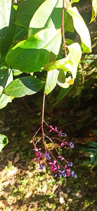 Monnina speciosa, photographed by Diego Inclan