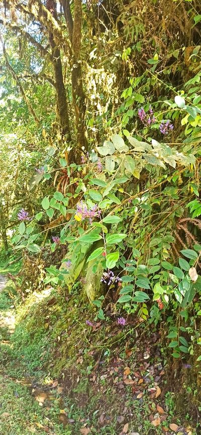 Monnina speciosa, photographed by Diego Inclan