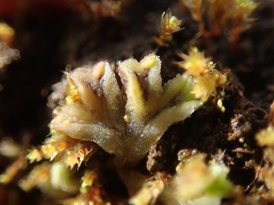 Riccia beyrichiana, photographed by Randal