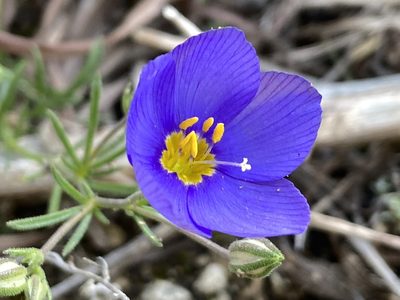 Giliastrum rigidulum, photographed by Reid Hardin