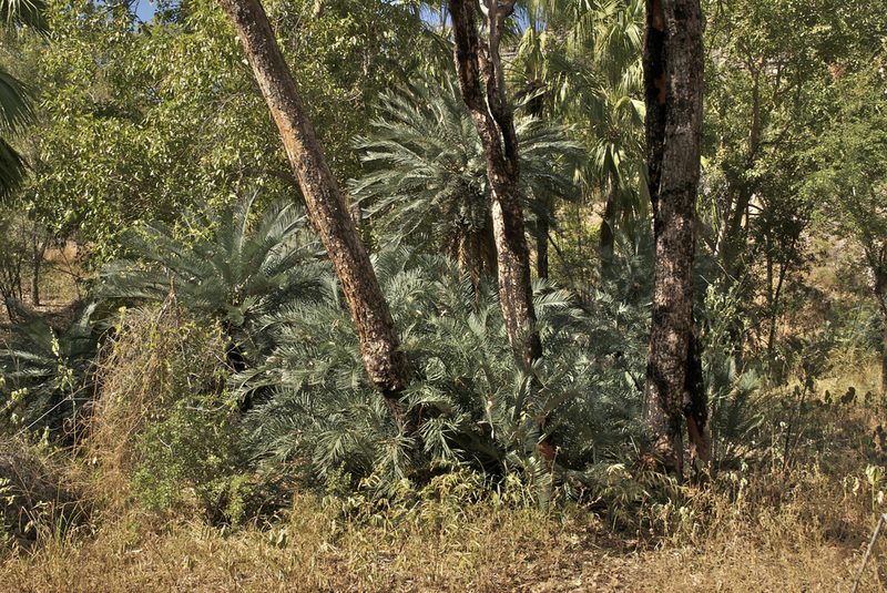 Cycas brunnea, photographed by garywwilson