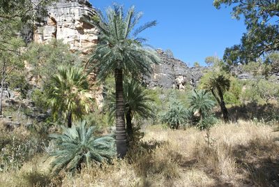 Cycas brunnea, photographed by garywwilson
