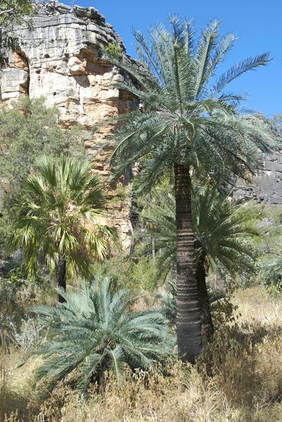 Cycas brunnea, photographed by garywwilson