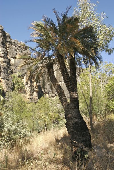 Cycas brunnea, photographed by garywwilson