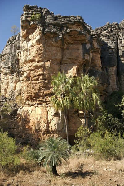 Cycas brunnea, photographed by garywwilson