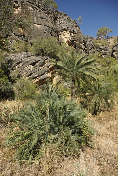 Cycas brunnea, photographed by garywwilson