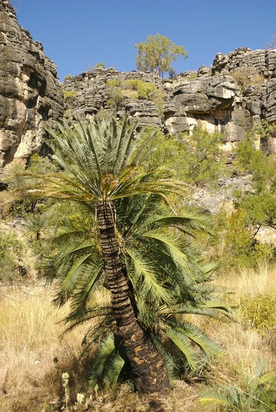 Cycas brunnea, photographed by garywwilson