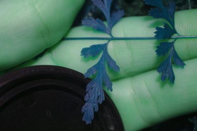 Cystopteris tenuis, photographed by Étienne Lacroix-Carignan