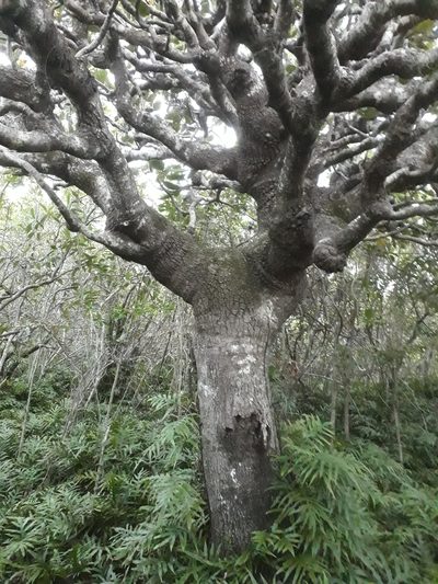 Polyscias maraisiana, photographed by Ben