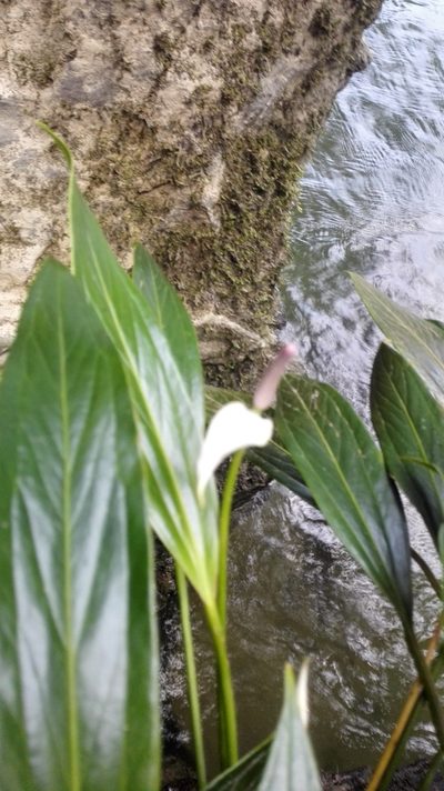 Anthurium antioquiense, photographed by Karen Soacha