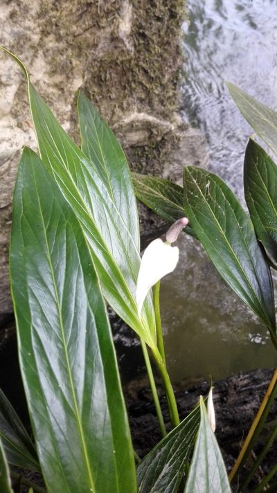 Anthurium antioquiense, photographed by Karen Soacha