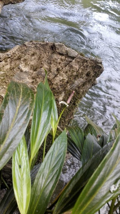 Anthurium antioquiense, photographed by Karen Soacha