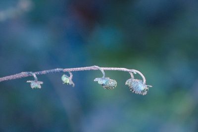 Andersonglossum boreale, photographed by Étienne Lacroix-Carignan