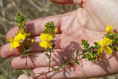 Hypericum microsepalum, photographed by Kristof Zyskowski