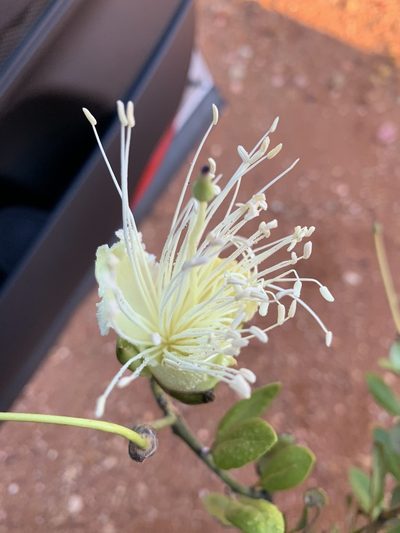 Capparis mitchellii, photographed by Guy Taseski