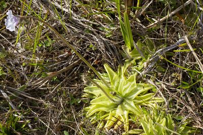 Pinguicula caerulea, photographed by Kristof Zyskowski