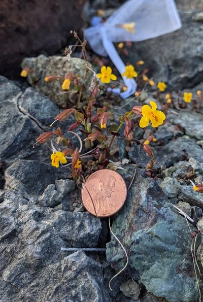 Erythranthe serpentinicola, photographed by Nora Bales