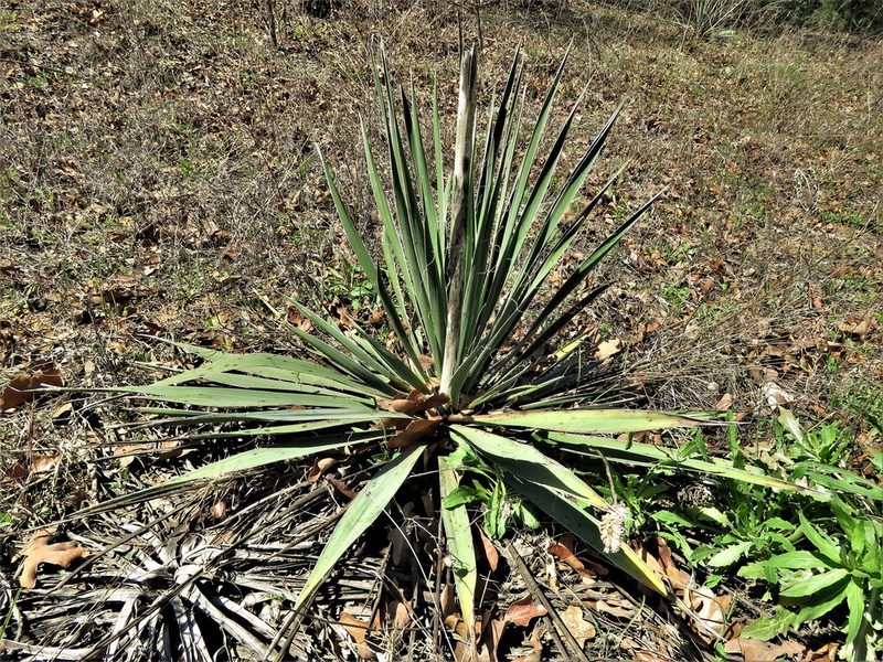 Yucca necopina, photographed by Annika Lindqvist