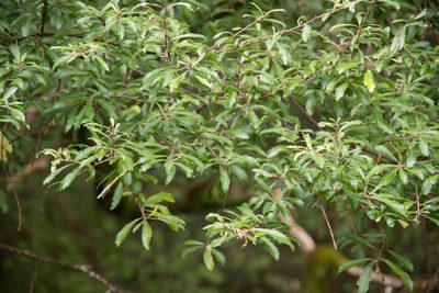 Hoheria angustifolia, photographed by M Rutherford