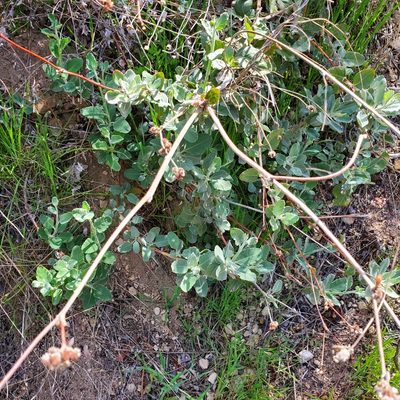 Eriogonum cinereum, photographed by Dan Horowitz